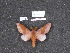  ( - 23.218)  @11 [ ] By-SA Creative Common (2022) Carlos G. Mielke Research collection of Carlos G. Mielke