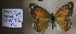 (Colias lesbia lesbia - AVK059)  @12 [ ] Unspecified (default): All Rights Reserved  Unspecified Unspecified