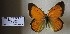  (Colias lesbia dinora - AVK061)  @12 [ ] Unspecified (default): All Rights Reserved  Unspecified Unspecified