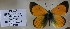  (Colias lesbia ssp - AVK088)  @12 [ ] Unspecified (default): All Rights Reserved  Unspecified Unspecified