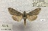  (Cucullia tecca - SL004)  @11 [ ] Copyright (2019) Sergey Legotin Private collection of sergey Legotin