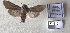  (Cucullia inderiensis - SL019)  @11 [ ] Copyright (2019) Sergey Legotin Private collection of sergey Legotin