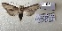  (Shargacucullia notodontina - SL023)  @11 [ ] Copyright (2019) Sergey Legotin Private collection of sergey Legotin