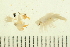  ( - HLC-26114)  @12 [ ] CreativeCommons - Attribution (2008) Unspecified Centre for Biodiversity Genomics