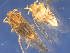  ( - SAEVG_Morph0111)  @11 [ ] Unspecified (default): All Rights Reserved  Unspecified Unspecified