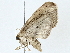  ( - BIOUG85246-B10)  @11 [ ] CreativeCommons - Attribution (2022) CBG Photography Group Centre for Biodiversity Genomics