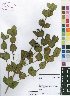  ( - Burrows13393)  @11 [ ] No Rights Reserved  Unspecified Unspecified
