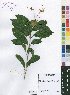  (Clerodendrum buchneri - Burrows13396)  @11 [ ] No Rights Reserved  Unspecified Unspecified
