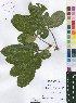  (Oldfieldia - Burrows13416)  @11 [ ] No Rights Reserved  Unspecified Unspecified