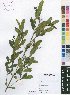  (Ochna pygmaea - Burrows13420)  @11 [ ] No Rights Reserved  Unspecified Unspecified