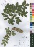  (Brachystegia allenii - Burrows13435)  @11 [ ] No Rights Reserved  Unspecified Unspecified