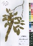  (Pericopsis - Burrows13443)  @11 [ ] No Rights Reserved  Unspecified Unspecified