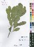  (Phyllocosmus - Burrows13464)  @11 [ ] No Rights Reserved  Unspecified Unspecified