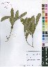  ( - Burrows13472)  @11 [ ] No Rights Reserved  Unspecified Unspecified
