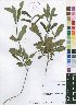  (Pavetta radicans - Burrows13500)  @11 [ ] No Rights Reserved  Unspecified Unspecified