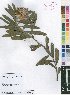  ( - Burrows13503)  @11 [ ] No Rights Reserved  Unspecified Unspecified