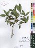  (Leptactina benguelensis - Burrows13505)  @11 [ ] No Rights Reserved  Unspecified Unspecified