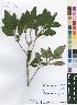  (Psychotria pumila var. pumila - Burrows13511)  @11 [ ] No Rights Reserved  Unspecified Unspecified