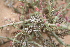  ( - AM0038)  @11 [ ] CreativeCommons - Attribution Non-Commercial Share-Alike (2011) Maria (Masha) Kuzmina Canadian Center for DNA Barcoding