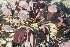  (Zygophyllum cordifolium - AM0046)  @11 [ ] CreativeCommons - Attribution Non-Commercial Share-Alike (2011) Maria (Masha) Kuzmina Canadian Center for DNA Barcoding