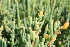  ( - AM0048)  @11 [ ] CreativeCommons - Attribution Non-Commercial Share-Alike (2011) Maria (Masha) Kuzmina Canadian Center for DNA Barcoding