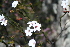  ( - AM0127)  @11 [ ] CreativeCommons - Attribution Non-Commercial Share-Alike (2011) Maria (Masha) Kuzmina Canadian Center for DNA Barcoding