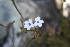  ( - AM0127)  @11 [ ] CreativeCommons - Attribution Non-Commercial Share-Alike (2011) Maria (Masha) Kuzmina Canadian Center for DNA Barcoding