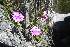  ( - AM0133)  @11 [ ] CreativeCommons - Attribution Non-Commercial Share-Alike (2011) Maria (Masha) Kuzmina Canadian Center for DNA Barcoding