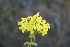  ( - AM0156)  @11 [ ] CreativeCommons - Attribution Non-Commercial Share-Alike (2011) Maria (Masha) Kuzmina Canadian Center for DNA Barcoding
