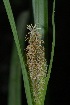  (Carex aethiopica - AM0210)  @11 [ ] CreativeCommons - Attribution Non-Commercial Share-Alike (2011) Olivier Maurin University of Johannesburg