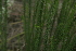  (Selago corymbosa - AM0218)  @11 [ ] CreativeCommons - Attribution Non-Commercial Share-Alike (2011) Maria (Masha) Kuzmina Canadian Center for DNA Barcoding
