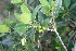  ( - AM0232)  @11 [ ] CreativeCommons - Attribution Non-Commercial Share-Alike (2011) Maria (Masha) Kuzmina Canadian Center for DNA Barcoding