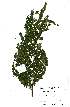  (Dalbergia multijuga - Abbott9158)  @11 [ ] Unspecified (default): All Rights Reserved  Unspecified Unspecified