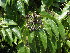  ( - Abbott9161)  @11 [ ] Unspecified (default): All Rights Reserved  Unspecified Unspecified