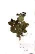  ( - Abbott9163)  @11 [ ] Unspecified (default): All Rights Reserved  Unspecified Unspecified