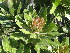  ( - Abbott9165)  @11 [ ] Unspecified (default): All Rights Reserved  Unspecified Unspecified