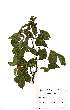  ( - Abbott9170)  @11 [ ] Unspecified (default): All Rights Reserved  Unspecified Unspecified