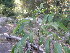  ( - Abbott9170)  @11 [ ] Unspecified (default): All Rights Reserved  Unspecified Unspecified