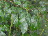  (Indigofera natalitia - Abbott9172)  @11 [ ] Unspecified (default): All Rights Reserved  Unspecified Unspecified