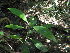  (Pavetta bowkeri - Abbott9184)  @11 [ ] Unspecified (default): All Rights Reserved  Unspecified Unspecified