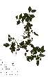  (Sclerochiton - Abbott9185)  @13 [ ] Unspecified (default): All Rights Reserved  Unspecified Unspecified