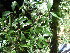  (Eugenia zuluensis - Abbott9188)  @11 [ ] Unspecified (default): All Rights Reserved  Unspecified Unspecified