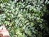  (Calpurnia - Abbott9196)  @11 [ ] Unspecified (default): All Rights Reserved  Unspecified Unspecified