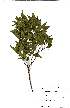  (Maytenus acuminata - Abbott9201)  @11 [ ] Unspecified (default): All Rights Reserved  Unspecified Unspecified