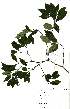 ( - Abbott9211)  @11 [ ] No Rights Reserved  Unspecified Unspecified