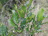  (Homalium rufescens - Abbott9215)  @11 [ ] No Rights Reserved  Unspecified Unspecified