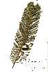  ( - Abbott9220)  @11 [ ] No Rights Reserved  Unspecified Unspecified