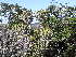  (Euphorbia triangularis - Abbott9222)  @11 [ ] No Rights Reserved  Unspecified Unspecified