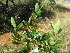  (Gerrardina - Abbott9228)  @11 [ ] No Rights Reserved  Unspecified Unspecified