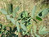  (Tephrosia pondoensis - Abbott9232)  @11 [ ] No Rights Reserved  Unspecified Unspecified